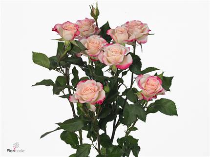 milanuncios pisos de alquiler en zaragoza particulares vkc bloemen 28 images cash carry all groups cash milanuncios pisos de alquiler en zaragoza particulares vkc bloemen 28 images cash carry all groups cash